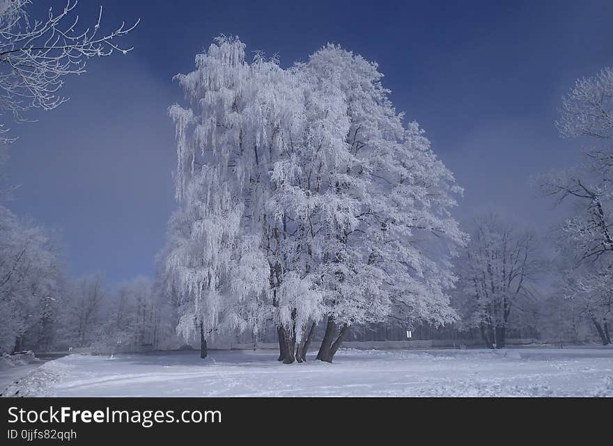 Tree Covered by Snow