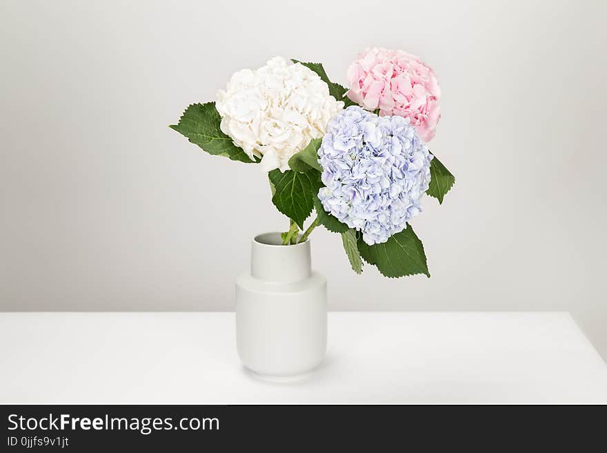 Three White, Blue, and Pink Petaled Flowers in White Vase