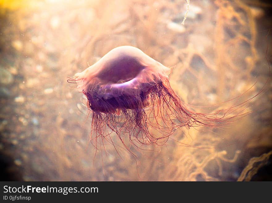 Jelly Fish Wallpaper