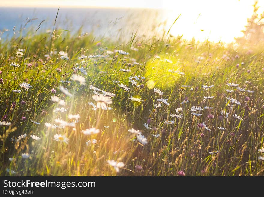 White Petaled Flowers at Daytime