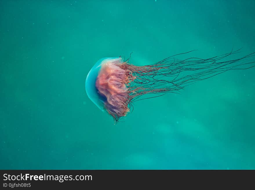 Pink Jellyfish on Water