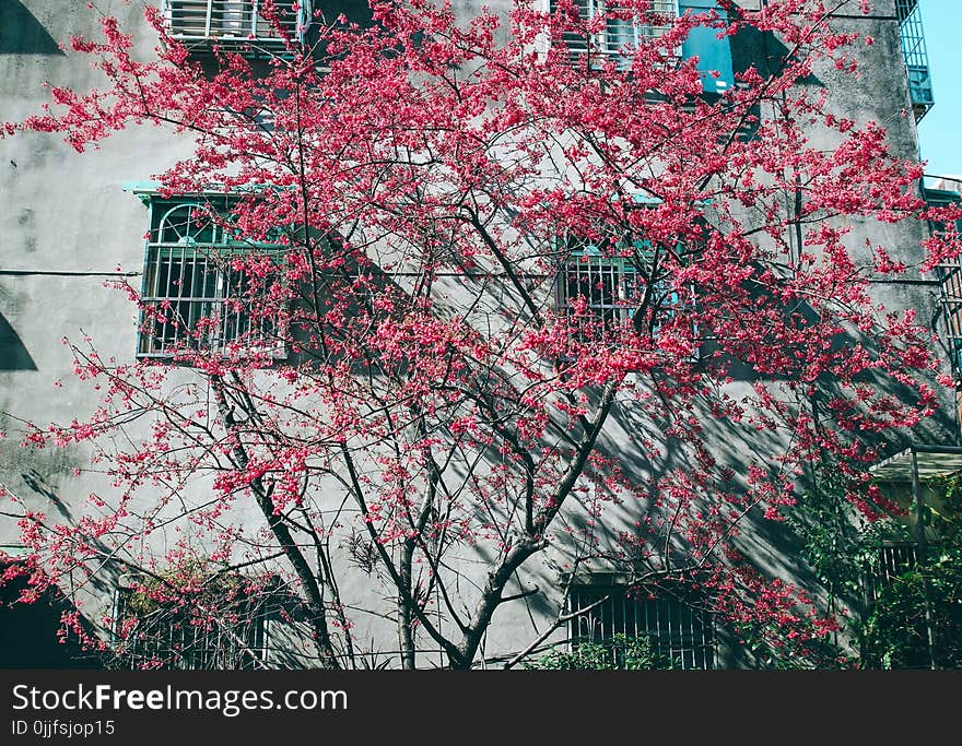 Pink Leaf Tree