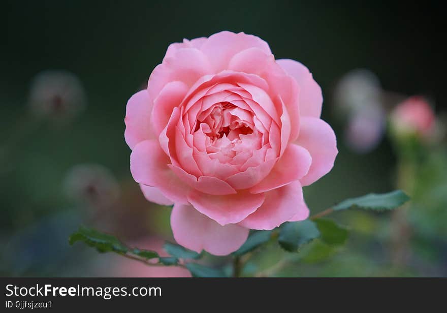 Shallow Depth of Field Photo of Pink Rose Flower