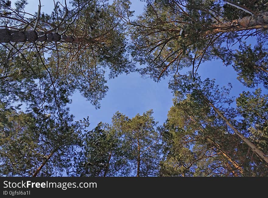 Green Leafed Trees