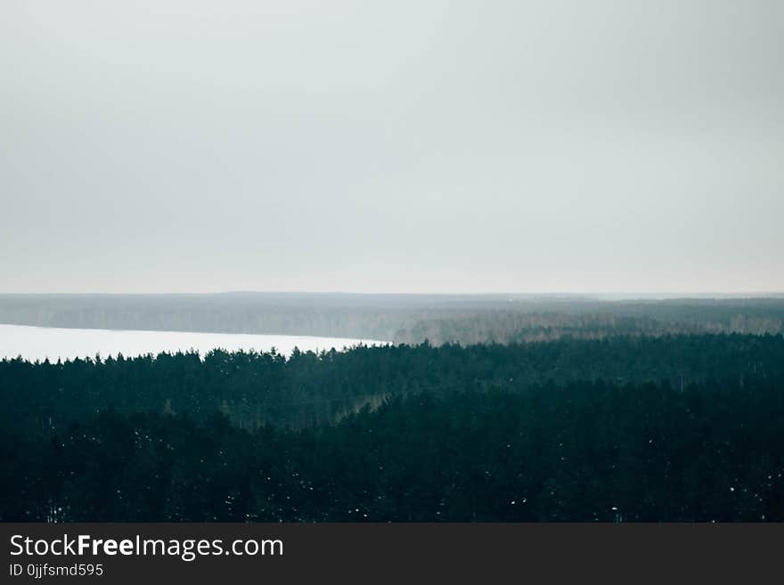 Green-leaf Trees