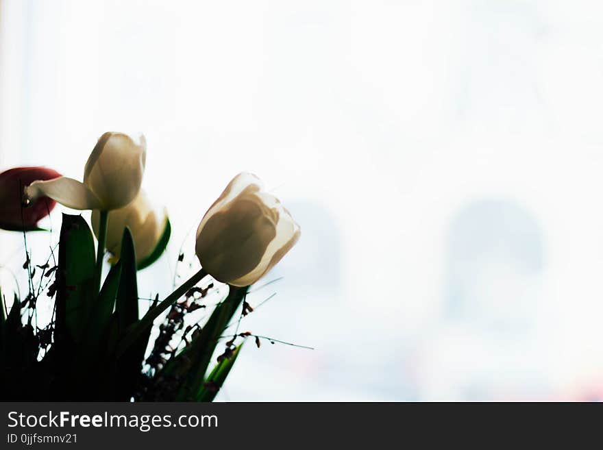 Low Angle Photography White Tulip Flowers