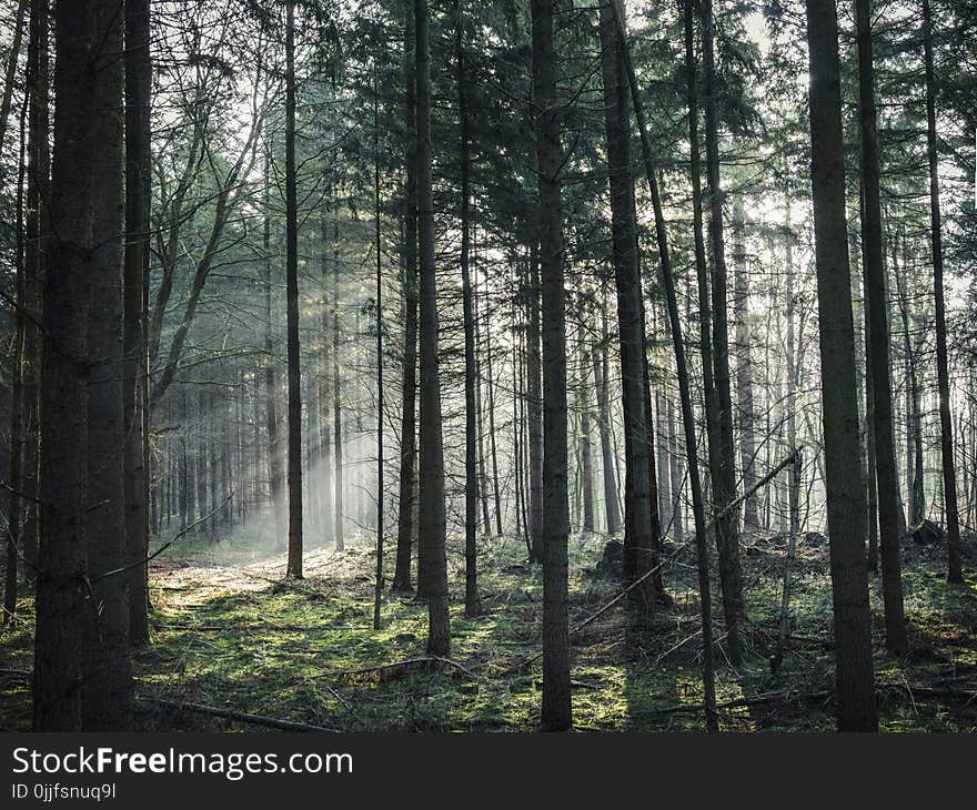 Green Leaf Trees