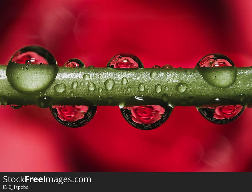 Green Stem With Dew Droplets