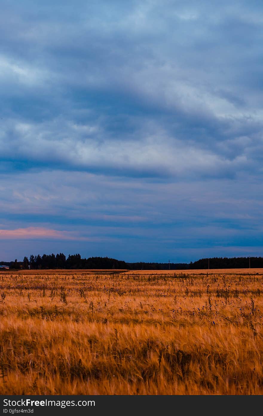 Brown Grass Field Under Blue and White Cloudy Sky