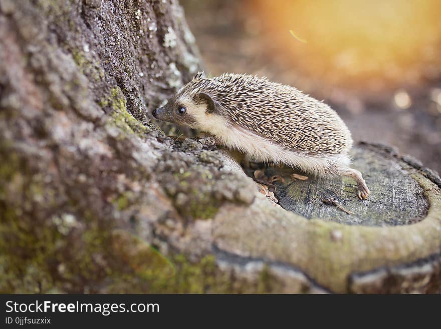 Hedgehog on Brown Tree