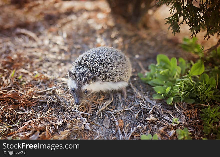 Gray and White Hedgehog on Brown Leafs Photography