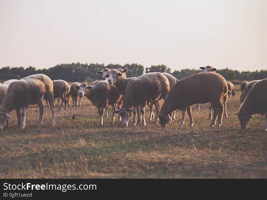 Wildlife Photography of Herd of Sheep