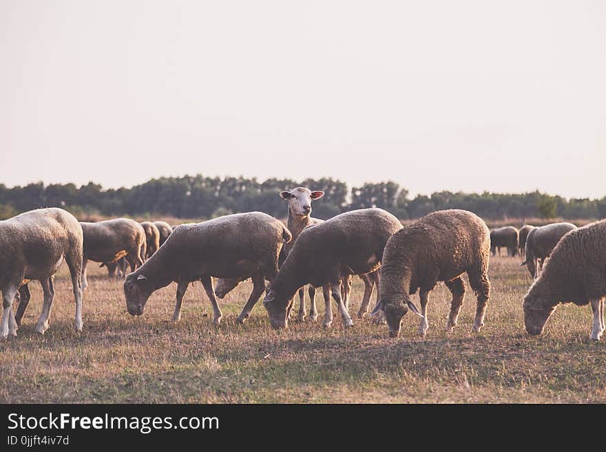 Herd of Sheep