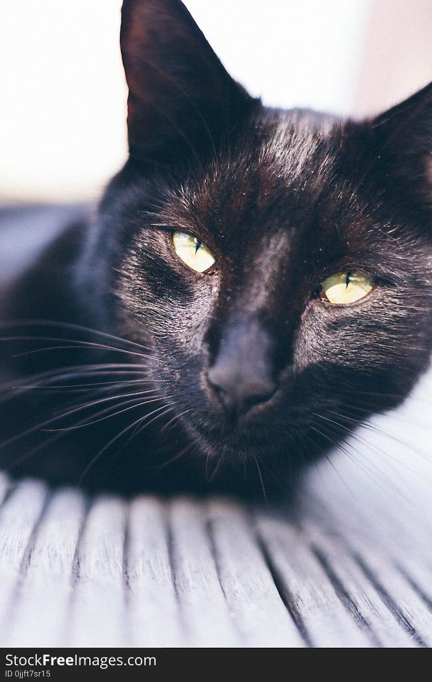 Short-coated Black Cat Photography