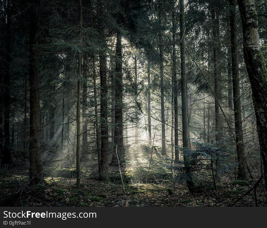 Green Tree Forest