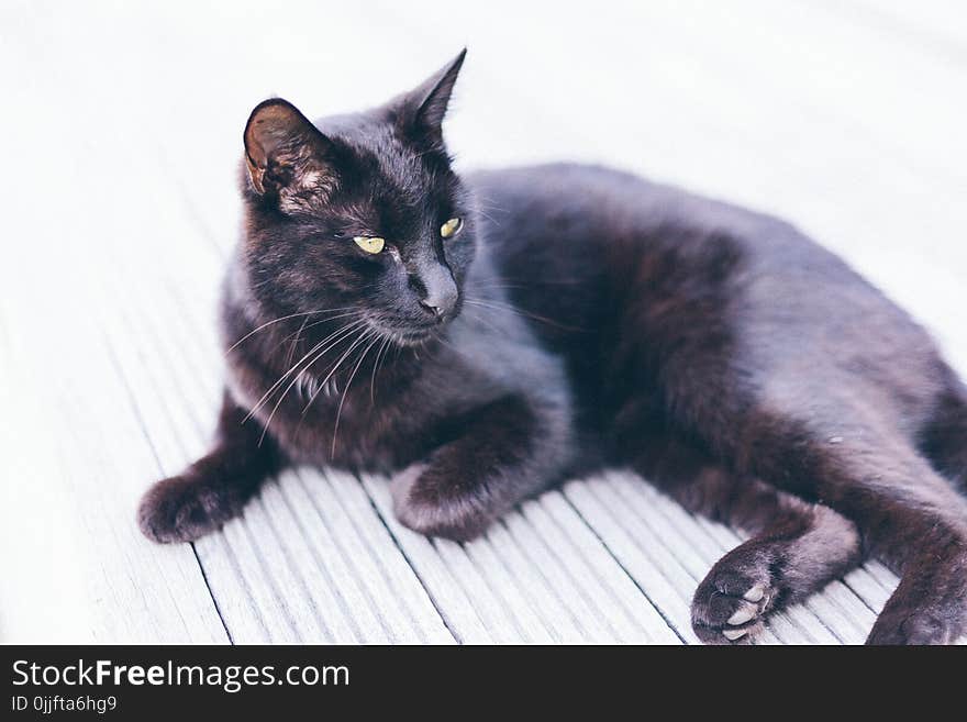 Bombay Cat on Grey Ground