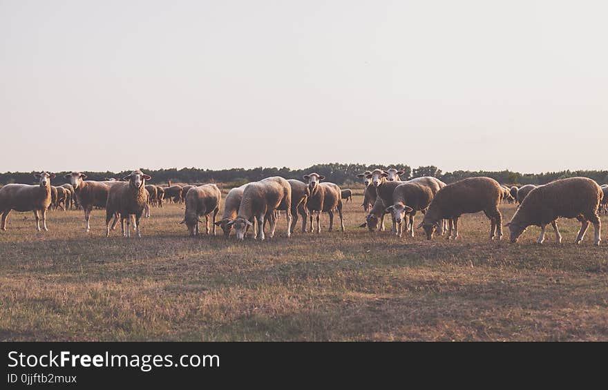 Herd of Sheep Taken Under White Sky