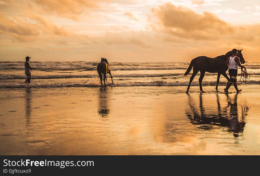 Two Horses on the Beach