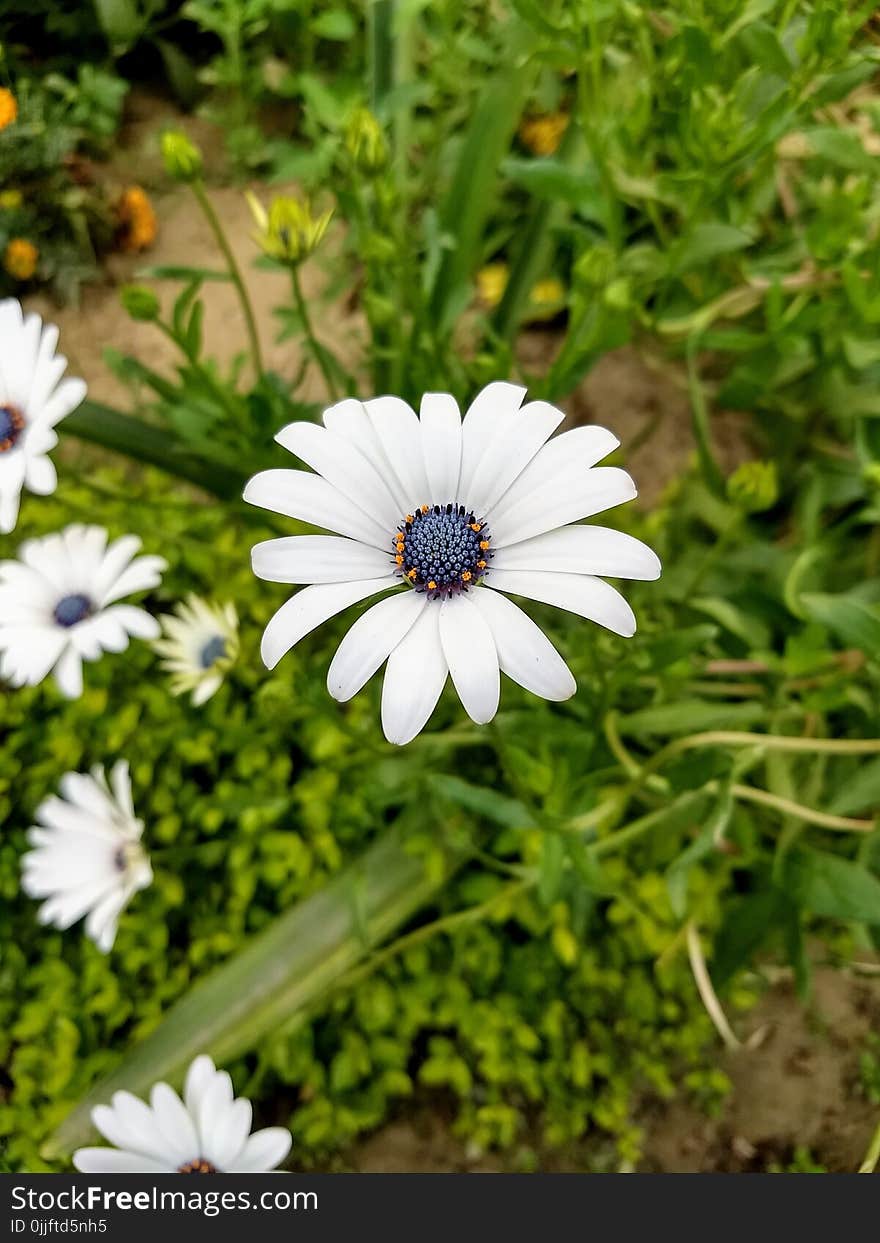 White Petal Flower