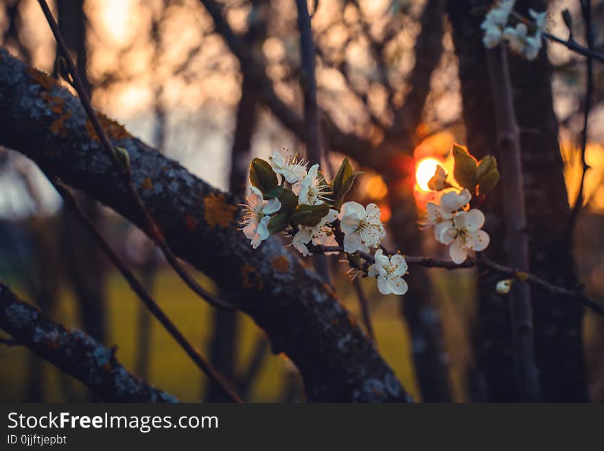 Selective Focus Photography of White Cherry Blossoms at Sunset