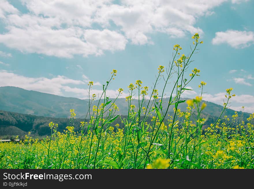 Low Angle Photography of Nature Under Cloudy Sky