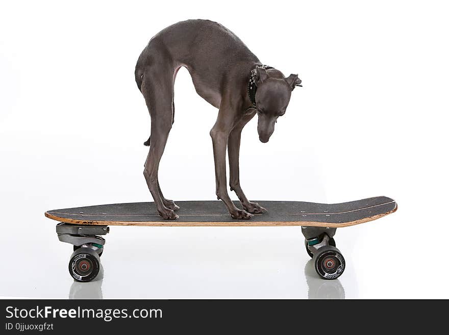 Italian Greyhound on a skateboard on white