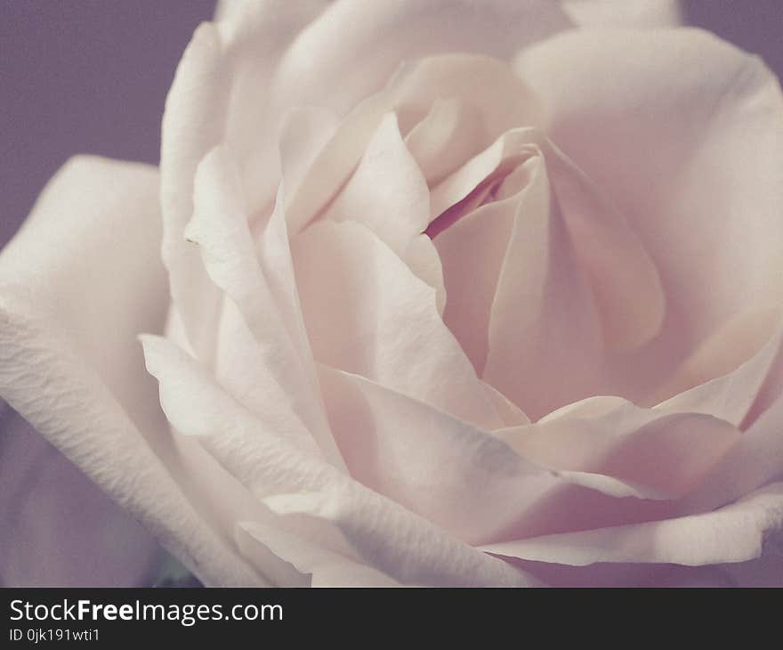 Closeup Photo Of White Rose