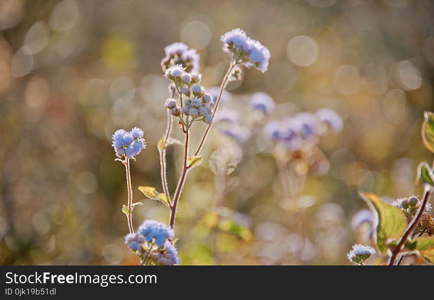 Tilt Lens Photography of Purple Flower