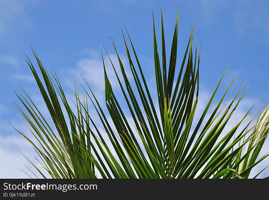 Green Bamboo Leaves