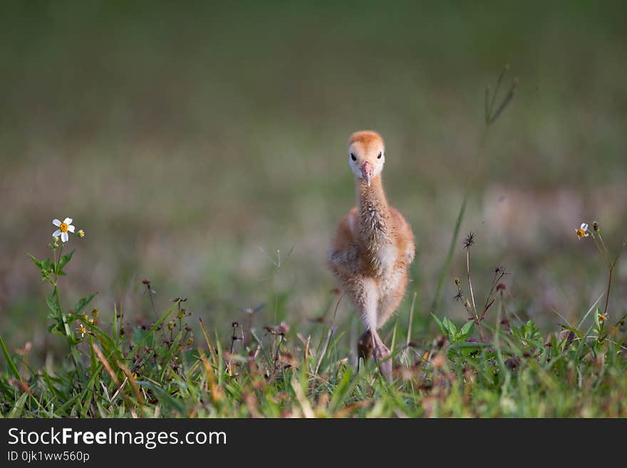 Few Day Old Sandhill Crane Learns To Walk