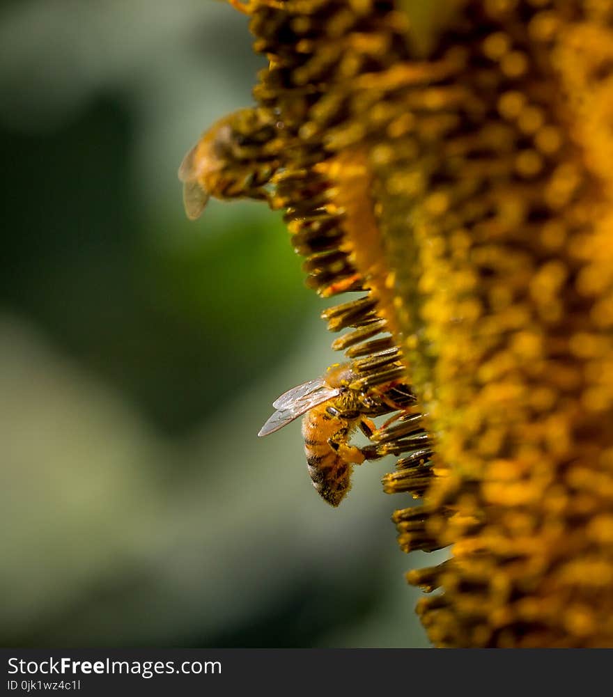 Honey bee digs through disk flowers to get to pollen on a sunflower