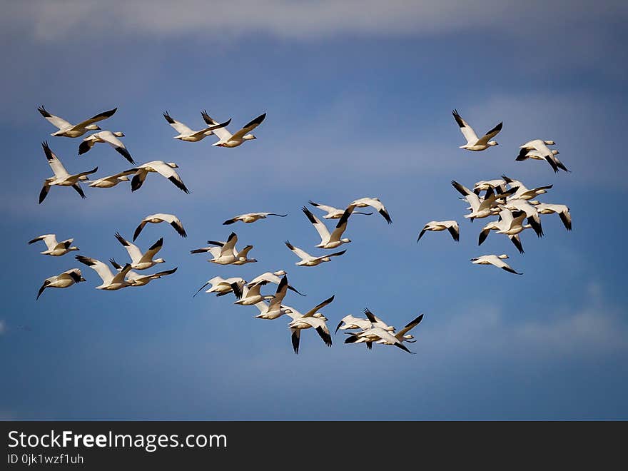 Huge flock of migrating snow geese in the blue sky in Bosque de Apache