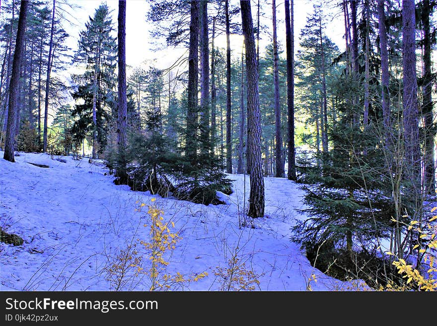 Forest with frozen snow. Nature,Wood,Italy 2018. Forest with frozen snow. Nature,Wood,Italy 2018