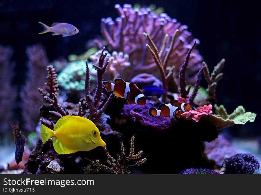 Marine fishes in Coral reef aquarium tank