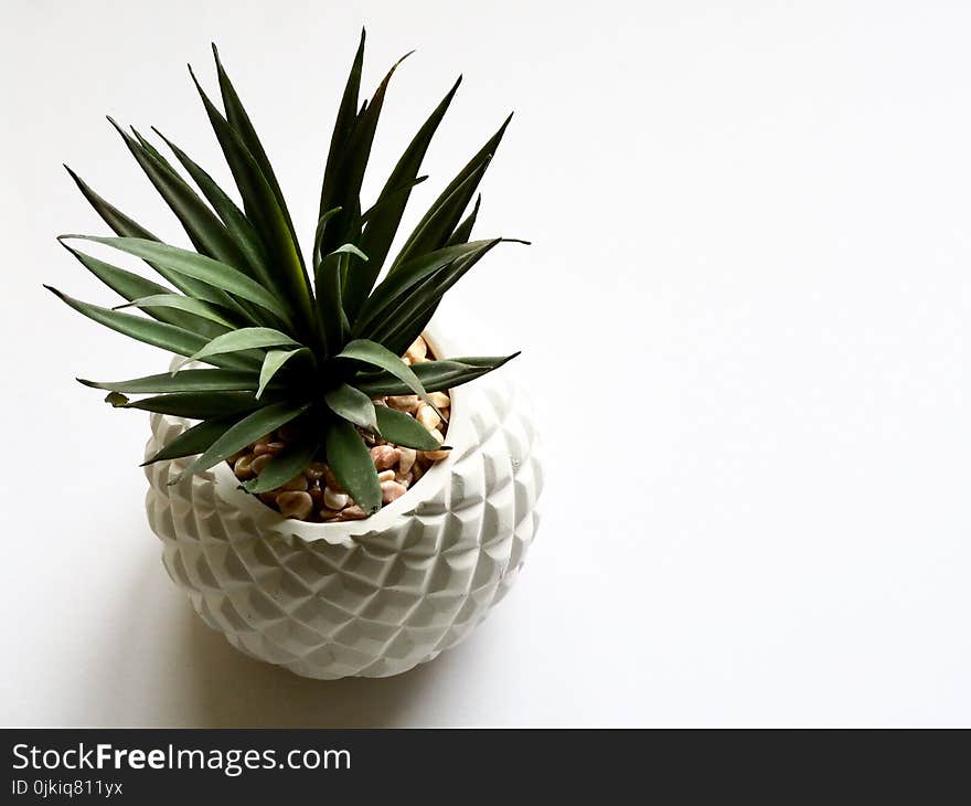 Green Plant on White Vase