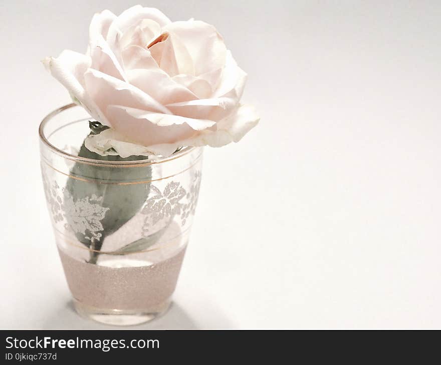 White Rose Flower in Clear Drinking Glass