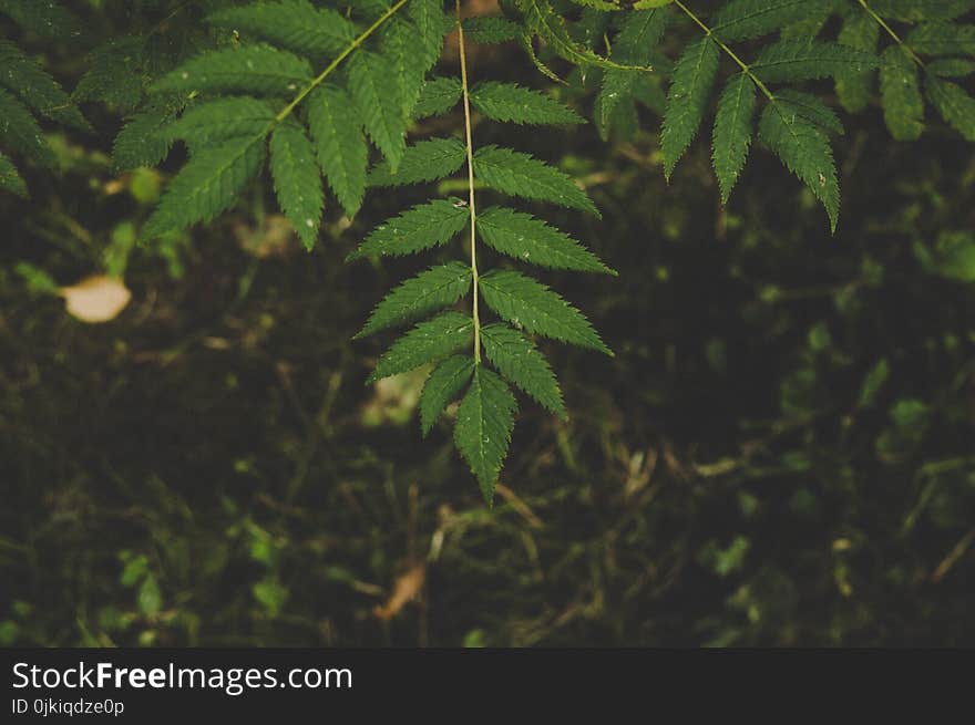 Green Leafed Tree