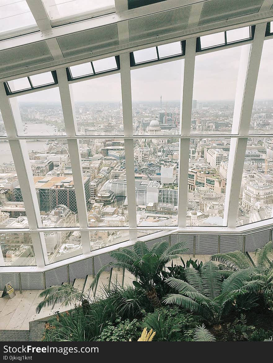 Plants Indoors