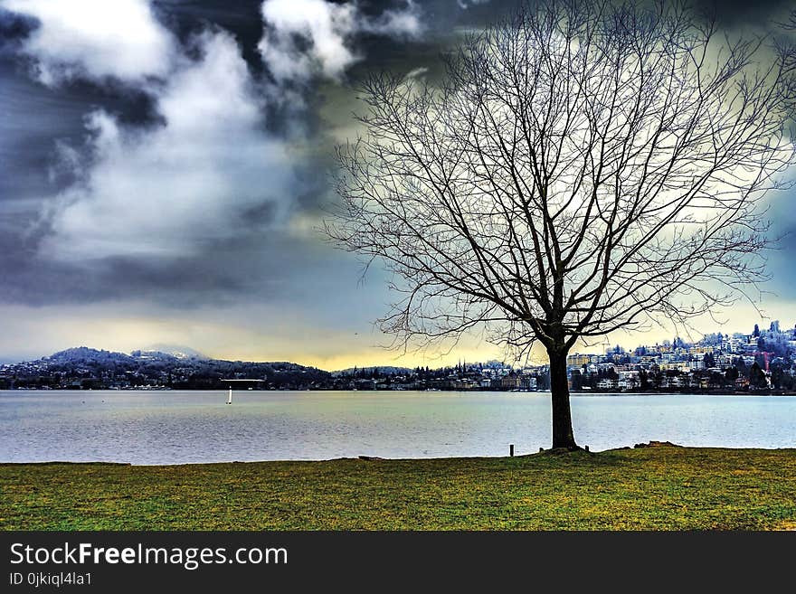 Silhouette of Leafless Tree Beside Water during Cloudy Sky