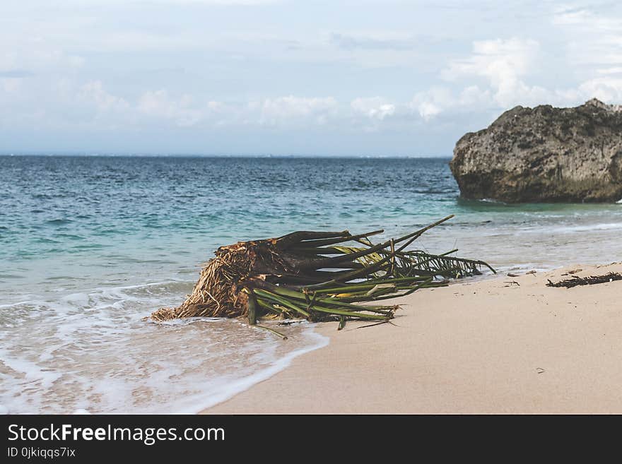 Green Plant on Seashore Under White Clouds Taken