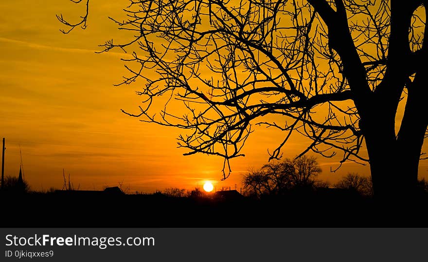 Silhouette Photo of Bare Tree