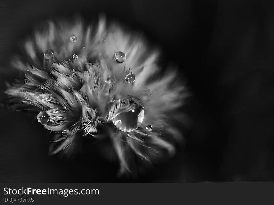 Greyscale Photo of Petaled Flower With Dew Drops