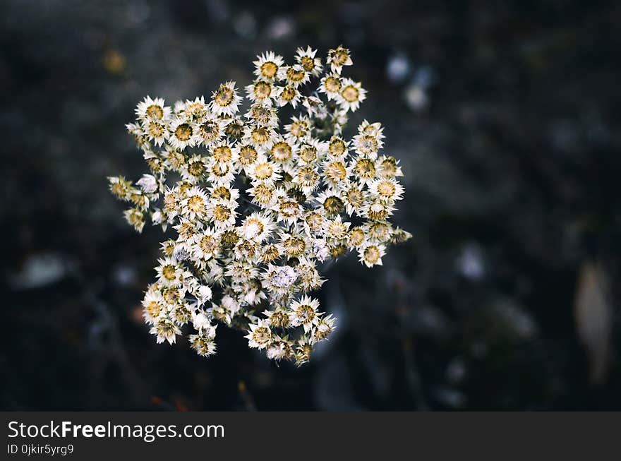 Shallow Focus Photography of Yellow Flowers