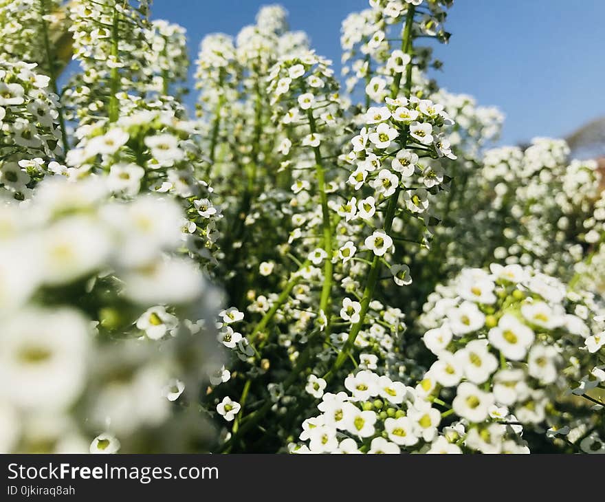 White Verbena Flowers