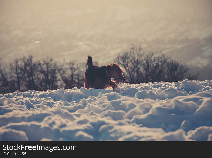 Photography of Long-coated Brown Dog Standing on Snow Covered Floor