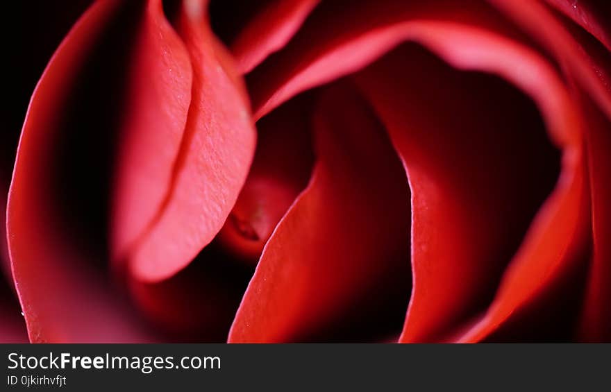 Shallow Focus of Red Rose