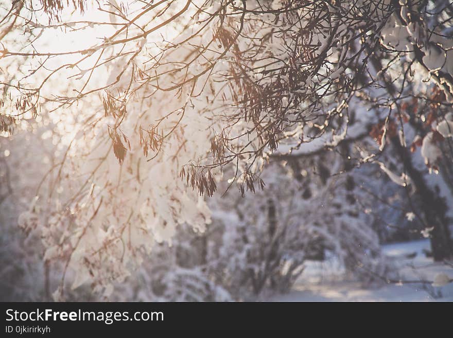 Closeup Photo of Tree Branch With Snow