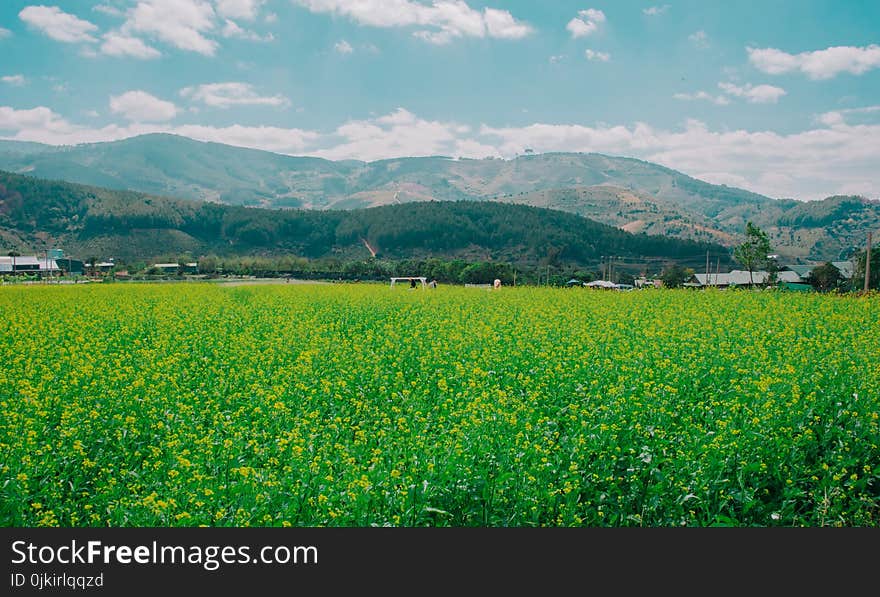 Green Grass Field Under White and Blue Sky