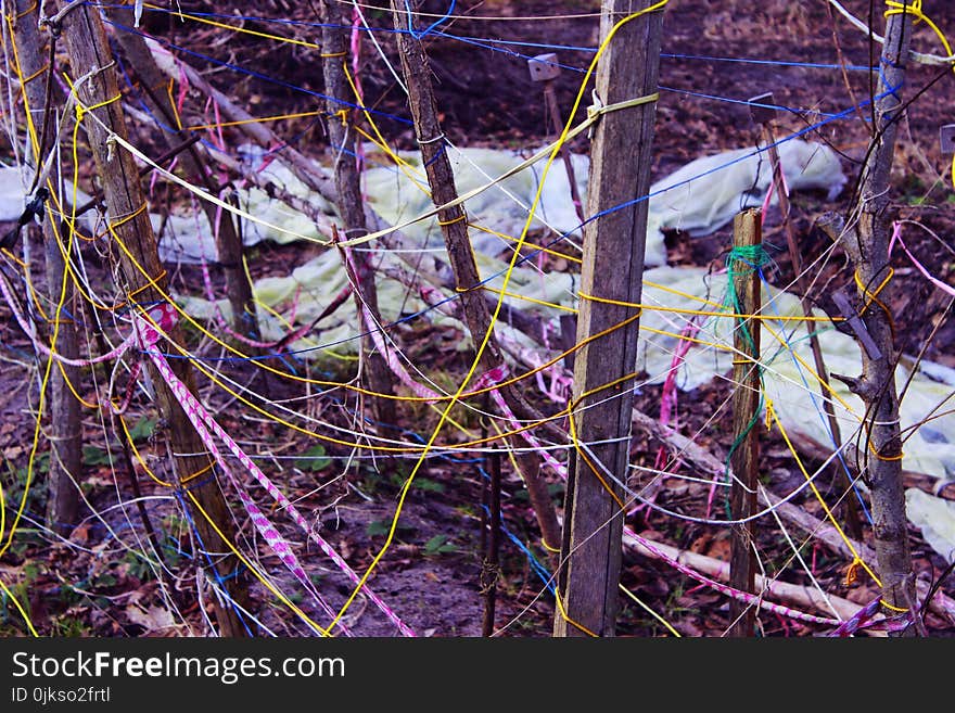 Nature, Branch, Plant, Purple