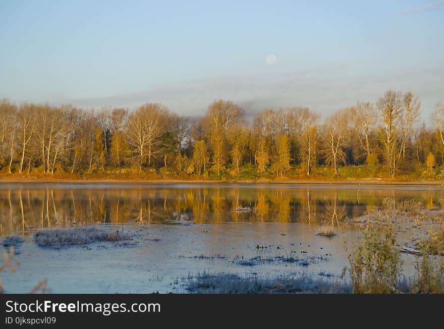 Reflection, Water, Nature, Wetland